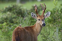 Marsh Deer (Blastocerus dichotomus) male, Pantanal, Brazil