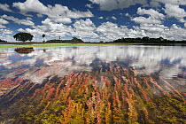 Clouds reflected in flooded field at the end of the wet season, Pantanal, Brazil