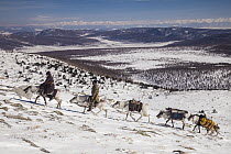 Caribou (Rangifer tarandus) being ridden by Tsataan people during spring round up, Hunkher Mountains, Mongolia