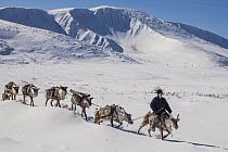 Caribou (Rangifer tarandus) caravan being led by Tsataan herder during spring round up, Hunkher Mountains, Mongolia