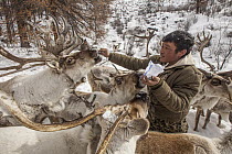 Caribou (Rangifer tarandus) being fed salt by Tsataan herder at camp after long winter, Hunkher Mountains, Mongolia