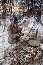 Caribou (Rangifer tarandus) watching a Tsataan elder brewing tea over wood fire at camp, Hunkher Mountains, Mongolia