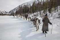 Caribou (Rangifer tarandus) caravan with Tsataan herders crossing frozen lake, Hunkher Mountains, Mongolia