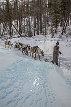 Caribou (Rangifer tarandus) caravan crossing frozen lake, Hunkher Mountains, Mongolia