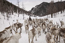 Caribou (Rangifer tarandus) herd being moved down valley by Tsataan herder after spending winter in Hunkher Mountains during spring round up, Mongolia
