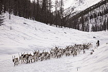 Caribou (Rangifer tarandus) herd being moved down valley by Tsataan herder after spending winter in Hunkher Mountains during spring round up, Mongolia