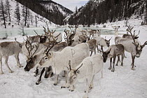 Caribou (Rangifer tarandus) herd gathering in valley after spending winter in Hunkher Mountains during spring round up, Mongolia