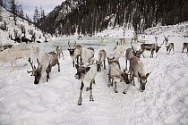 Caribou (Rangifer tarandus) herd gathering in valley after spending winter in Hunkher Mountains during spring round up, Mongolia
