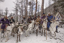 Caribou (Rangifer tarandus) and Tsataan herders at winter camp, Hunkher Mountains, Mongolia