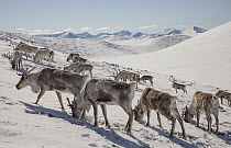Caribou (Rangifer tarandus) herd scraping away powder snow to find moss to eat, Hunkher Mountains, Mongolia