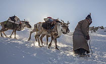 Caribou (Rangifer tarandus) caravan with Tsataan herder crossing a high pass, Hunkher Mountains, Mongolia