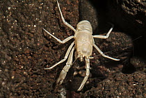 Blind Albino Cave Crab (Munidopsis polymorpha) endemic to some lava tubes, Jameos del Agua, Lanzarote Island, Canary Islands, Spain