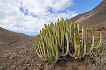 Canary Spurge (Euphorbia canariensis), Jandia Natural Reserve, Fuerteventura, Canary Islands