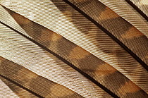 Eurasian Woodcock (Scolopax rusticola) feathers showing cryptic coloration