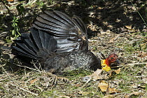Australian Brush Turkey (Alectura lathami) male sunbathing, Atherton Tableland, Queensland, Australia