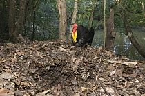 Australian Brush Turkey (Alectura lathami) male excavating hole to thermoregulate incubation mound, Atherton Tableland, Queensland, Australia