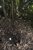 Australian Brush Turkey (Alectura lathami) egg in leaf-litter mound excavated by male and female, Atherton Tableland, Queensland, Australia