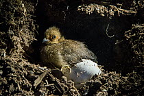 Australian Brush Turkey (Alectura lathami) three-day old chick after hatching underground and digging a chamber rests before heading to surface, Atherton Tableland, Queensland, Australia