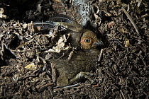 Australian Brush Turkey (Alectura lathami) three-day old chick after hatching underground and digging a chamber rests before heading to surface, Atherton Tableland, Queensland, Australia