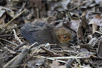 Australian Brush Turkey (Alectura lathami) newly hatched chick emerging from mound, Atherton Tableland, Queensland, Australia