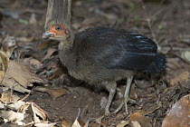 Australian Brush Turkey (Alectura lathami) chick feeding in leaf litter, Atherton Tableland, Queensland, Australia