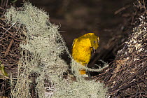 Golden Bowerbird (Prionodura newtoniana) male at bower decorated with lichen and flowers, Atherton Tableland, Queensland, Australia