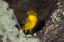 Golden Bowerbird (Prionodura newtoniana) male at bower decorated with lichen and flowers, Atherton Tableland, Queensland, Australia