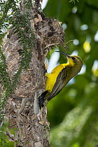 Olive-backed Sunbird (Cinnyris jugularis) female building nest, Pioneer Valley, Mackay, Queensland, Australia