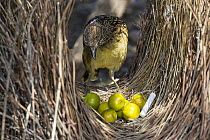 Western Bowerbird (Chlamydera guttata) male tending bower with decorations of green fruit, white chalk and metal wire, Alice Springs, Northern Territory, Australia