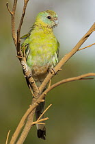 Golden-shouldered Parrot (Psephotus chrysopterygius) immature male perching, Cape York Peninsula, Queensland, Australia