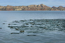 Long-beaked Common Dolphin (Delphinus capensis) pod, Sea of Cortez, Mexico
