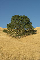 Oak (Quercus sp) in grassland, Mount Diablo State Park, California
