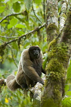 Humboldt's Woolly Monkey (Lagothrix lagotricha), Manu National Park, Peru