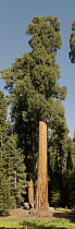 Giant Sequoia (Sequoiadendron giganteum) tree, Sequoia National Park, California