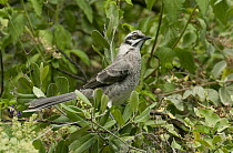 Long-tailed Mockingbird (Mimus longicaudatus), Chaparri Reserve, Peru