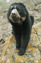 Spectacled Bear (Tremarctos ornatus) 2yr old female, Chaparri Reserve, Lambayeque Province, Peru