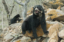 Spectacled Bear (Tremarctos ornatus)2 year old female, Chaparri Reserve, Lambayeque Province, Peru