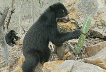 Spectacled Bear (Tremarctos ornatus) 2-year old female testing cactus spines, Chaparri Reserve, Lambayeque Province, Peru