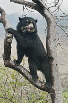 Spectacled Bear (Tremarctos ornatus) female climbing, Chaparri Reserve, Lambayeque Province, Peru