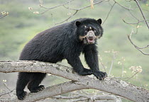 Spectacled Bear (Tremarctos ornatus) female, Chaparri Reserve, Lambayeque Province, Peru