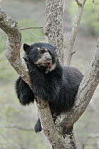 Spectacled Bear (Tremarctos ornatus) female resting in tree, Chaparri Reserve, Lambayeque Province, Peru