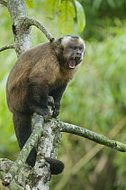 Brown Capuchin (Cebus apella) calling, Manu National Park, Peru