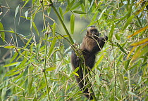 Brown Capuchin (Cebus apella) eating bamboo, Manu National Park, Peru