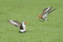 Black-tailed Godwit (Limosa limosa) pair fighting, Nijkerk, Netherlands