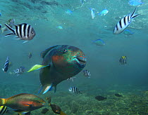 Parrotfish (Scaridae) and Scissor-tail Sergeant (Abudefduf sexfasciatus) school, Philippines