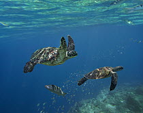 Green Sea Turtle (Chelonia mydas) pair, Apo Island, Philippines