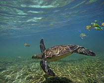 Green Sea Turtle (Chelonia mydas) swimming with a school of butterfly fish, Apo Island, Philippines