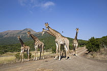 South African Giraffe (Giraffa giraffa giraffa) herd on road, KwaZulu-Natal, South Africa