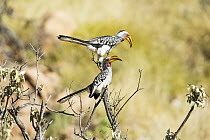Eastern Yellow-billed Hornbill (Tockus flavirostris) pair, Mapungubwe National Park, South Africa