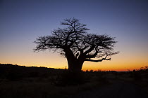 Baobab (Adansonia digitata) in winter, Mapungubwe National Park, South Africa